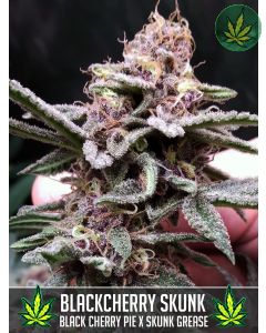Blackcherry Skunk
