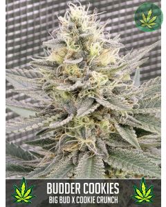 Budder Cookies