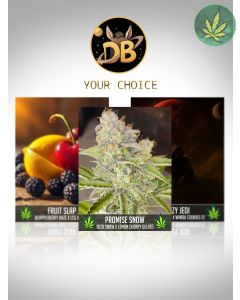 Donkey's Doer's Bundle