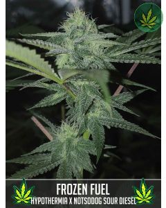 Frozen Fuel