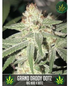 Grand Daddy Dotz