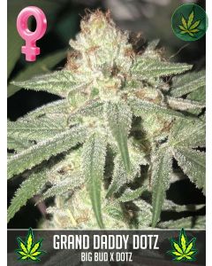 Grand Daddy Dotz