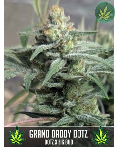 Grand Daddy Dotz