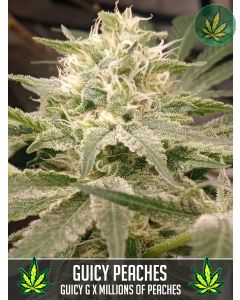 Guicy Peaches