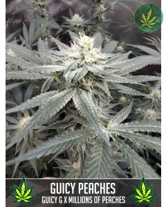 Guicy Peaches