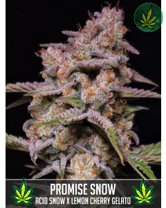 Promise Snow