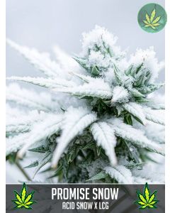 Promise Snow