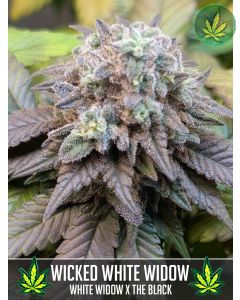 Wicked White Widow