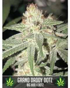 Grand Daddy Dotz