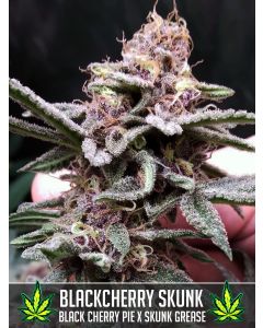 Blackcherry Skunk