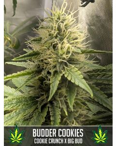 Budder Cookies
