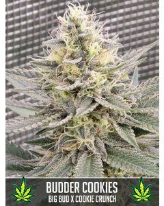 Budder Cookies