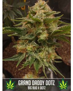 Grand Daddy Dotz