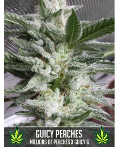 Guicy Peaches