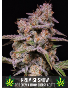 Promise Snow