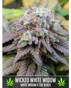 Wicked White Widow