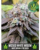 Wicked White Widow