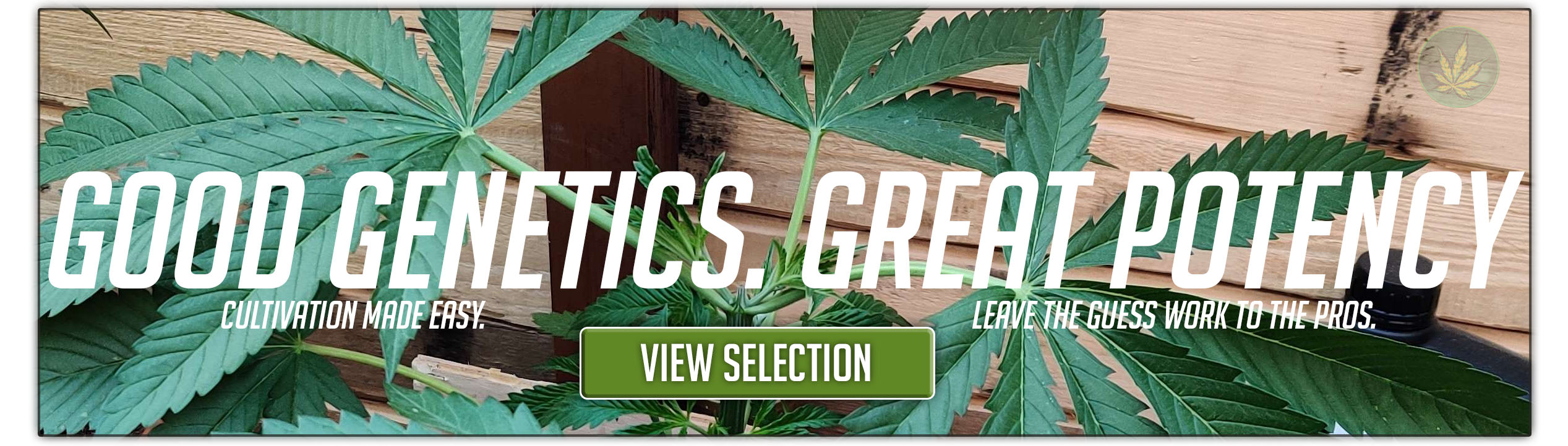 Sticky Genetics Photoperiod Selection Sticky Genetics Feminized Photoperiod Selection