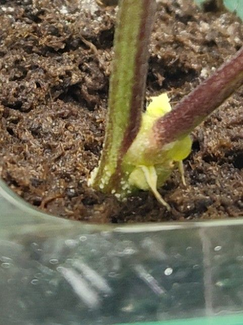 sticky genetics clone