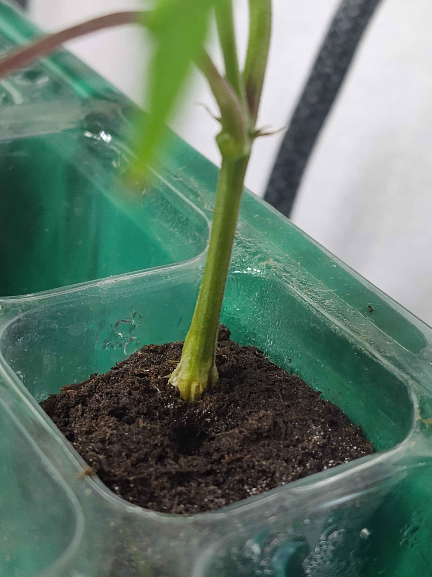 cannabis clone making