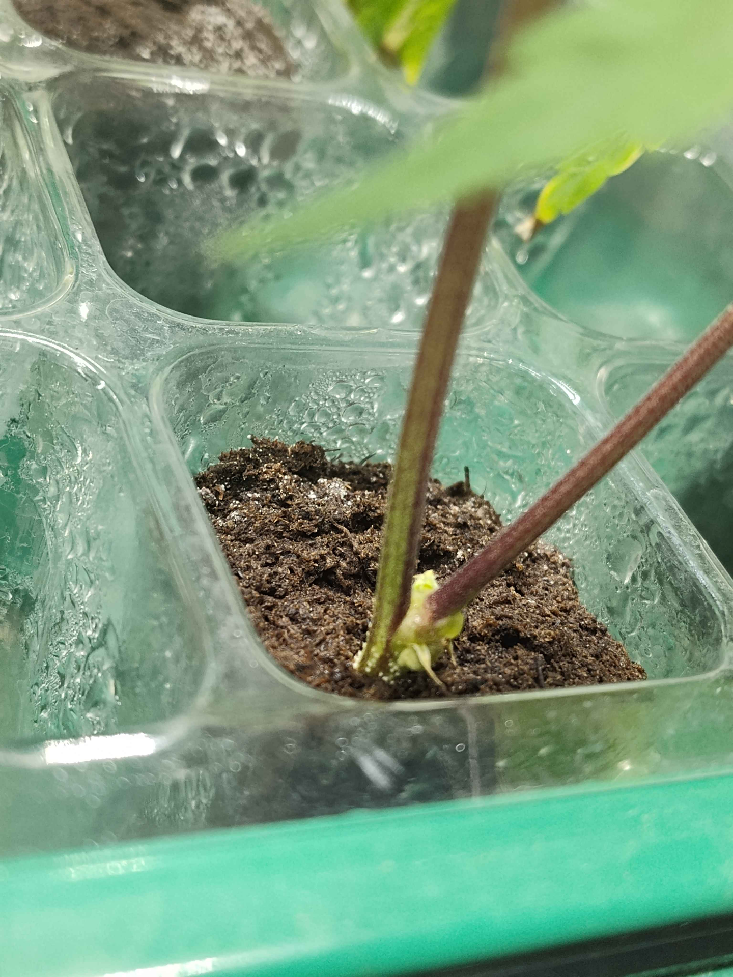 Sticky genetics plant cube