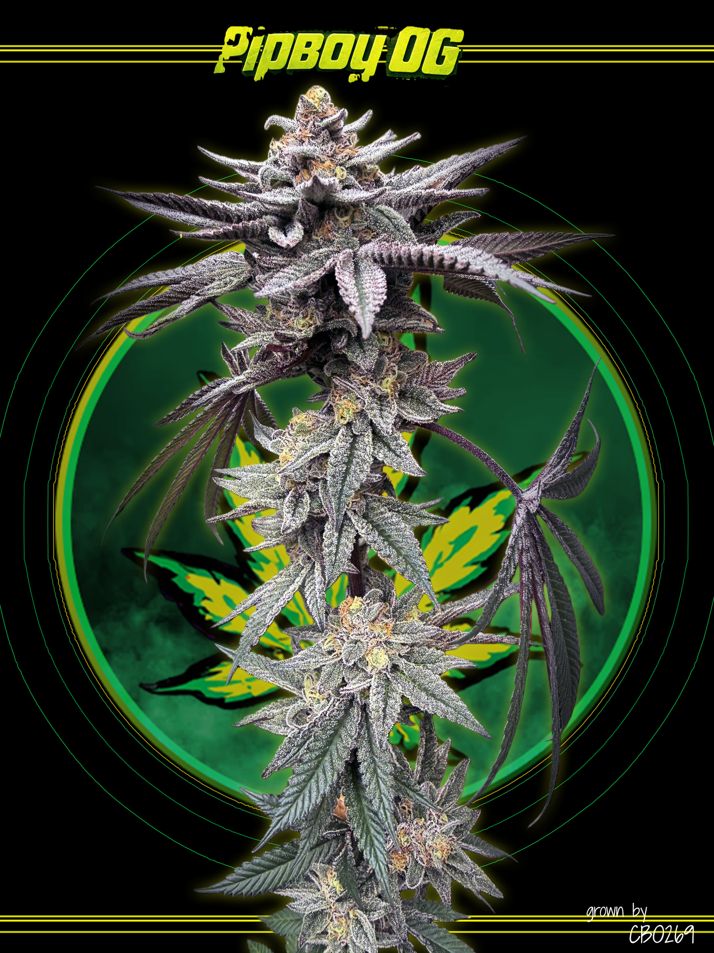 Sticky Genetics 2025 grow off entry