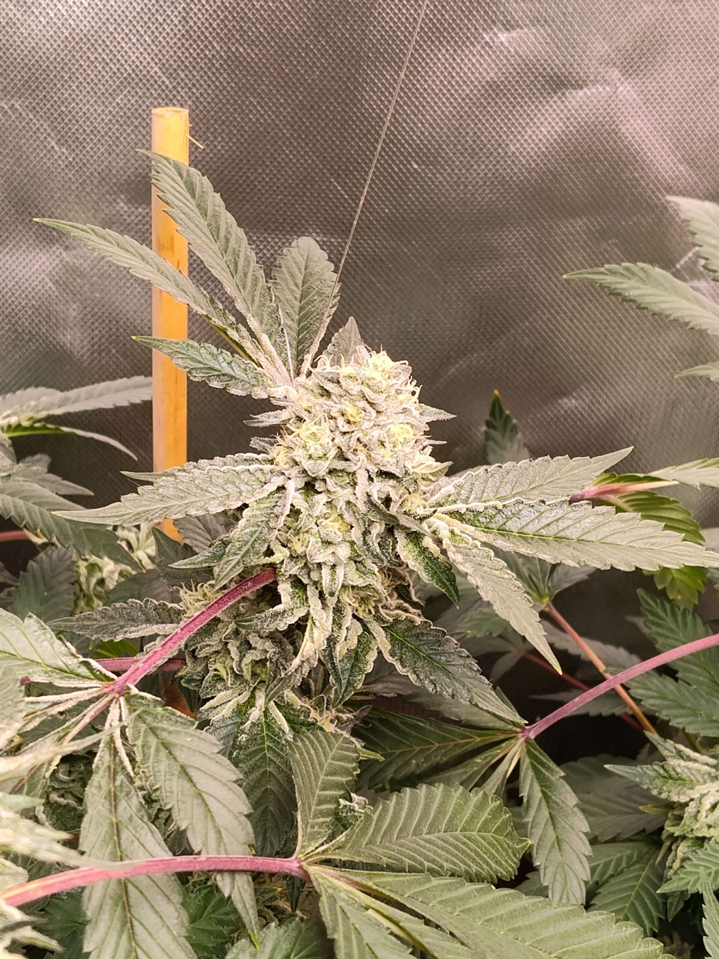 Gelato #25 x Dosidos sticky genetics