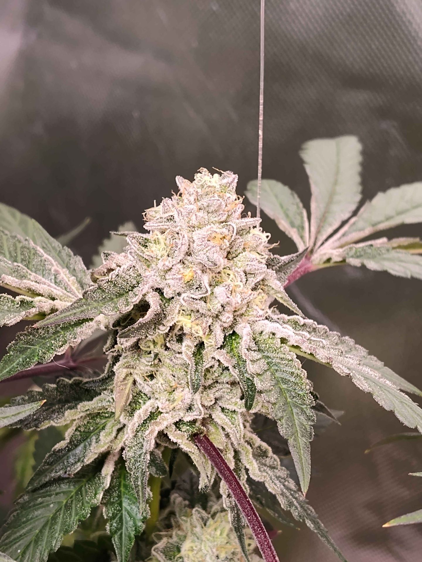 Gelato #25 x Dosidos sticky genetics