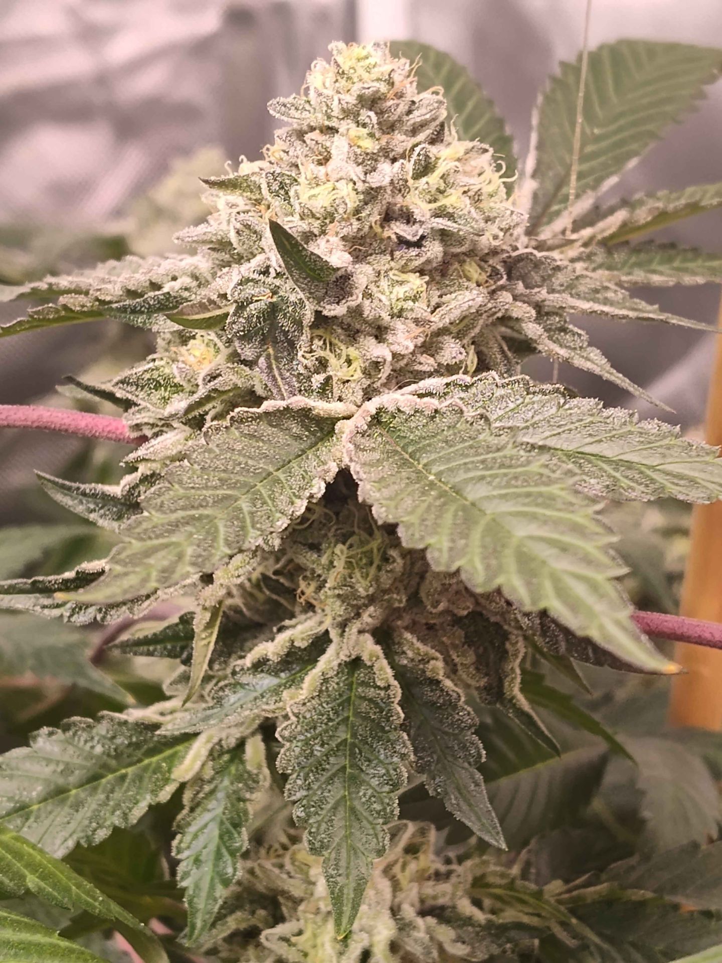 Gelato #25 x Dosidos sticky genetics