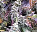 Blue Badder4.webp
