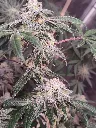 froznw2.webp