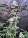 Semifreddo (3pk (Hempfest)).webp