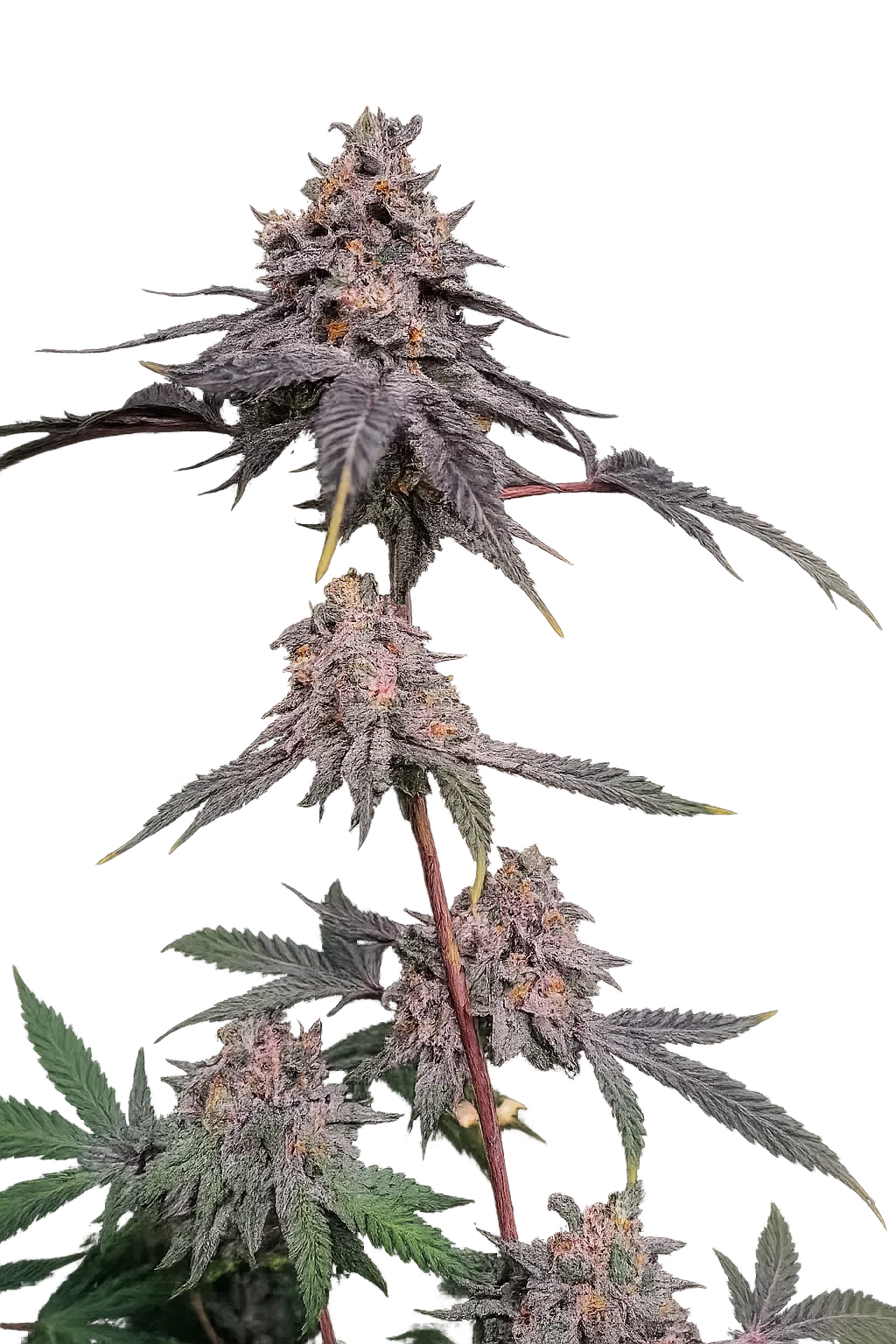 Bleu Bosc