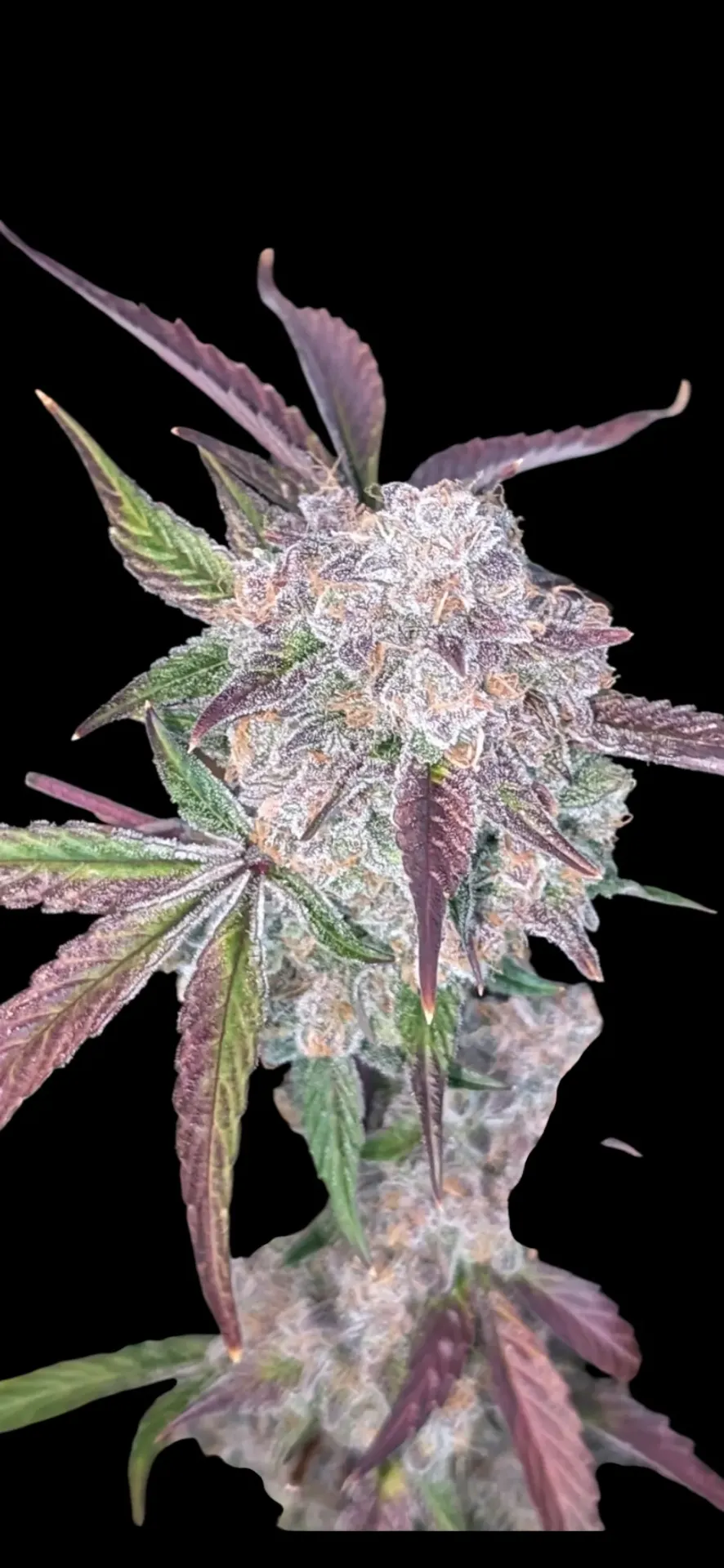 Strawberry Sith
