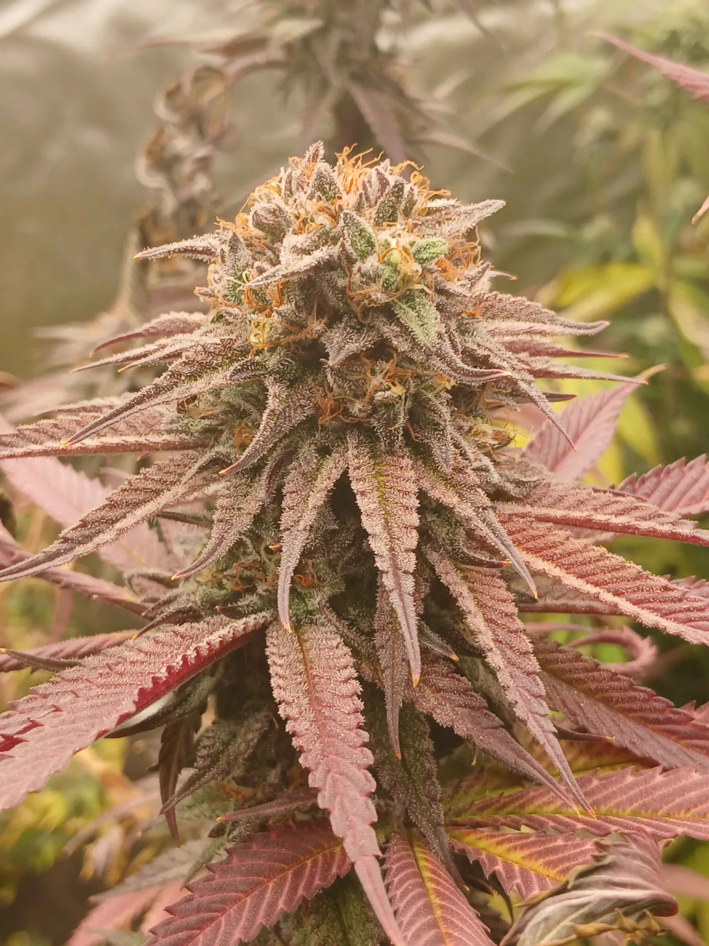 Black Peach Kush