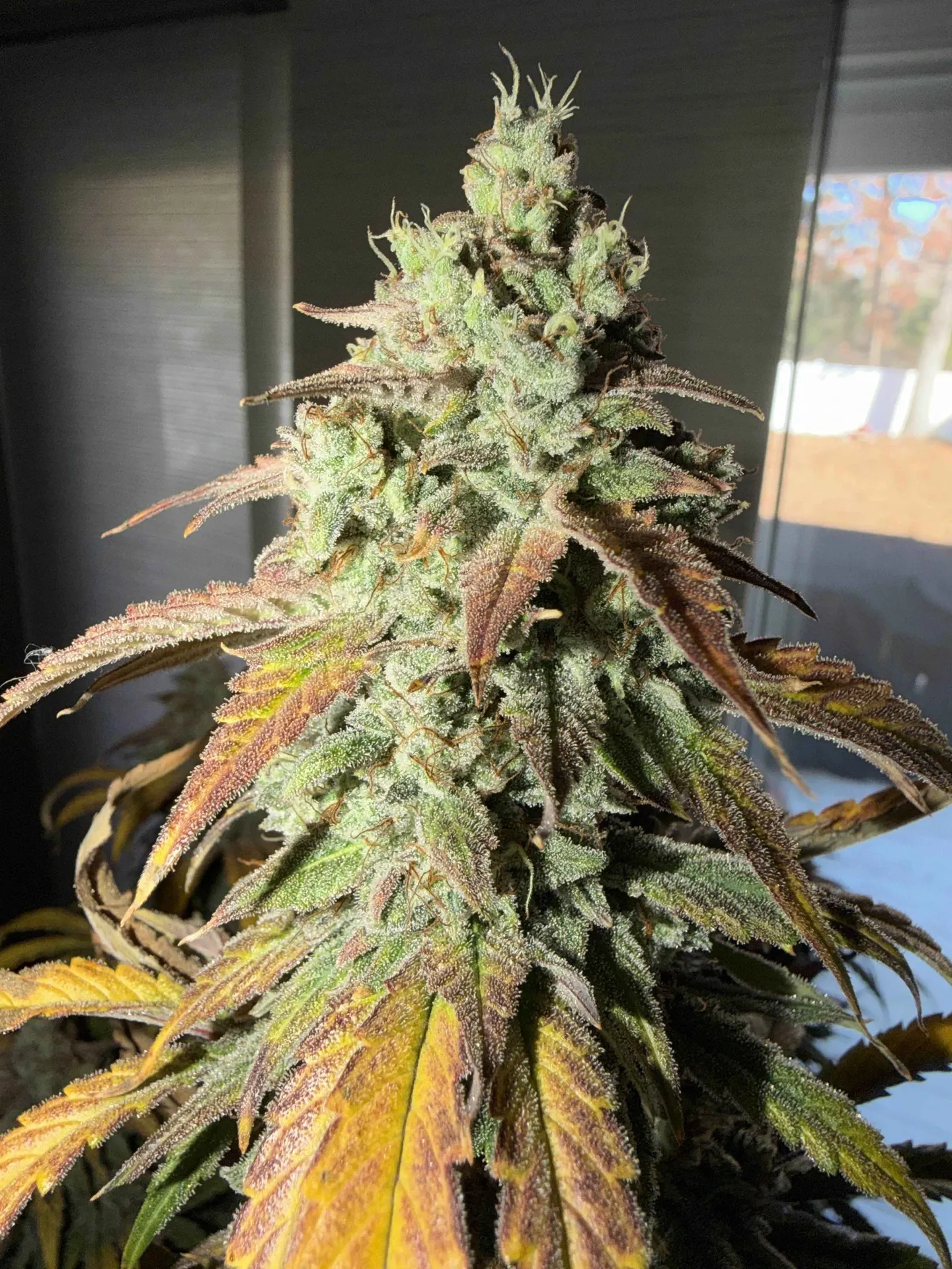 Grape Galaxy (3pk (Donkeybutter))
