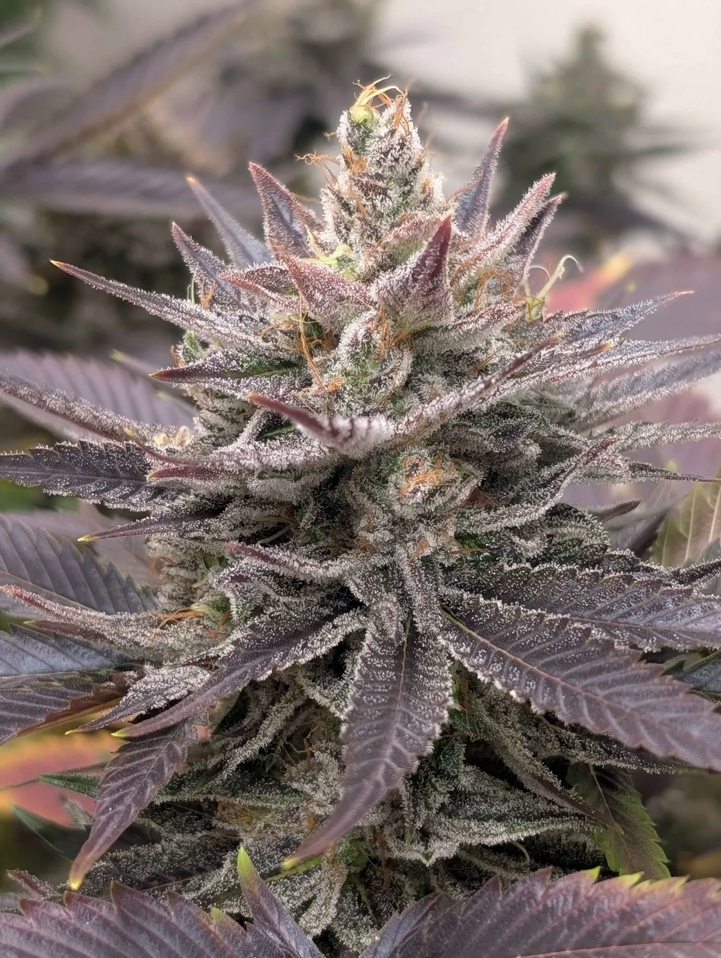 Jungle Dotz (3pk (Nighthorse))