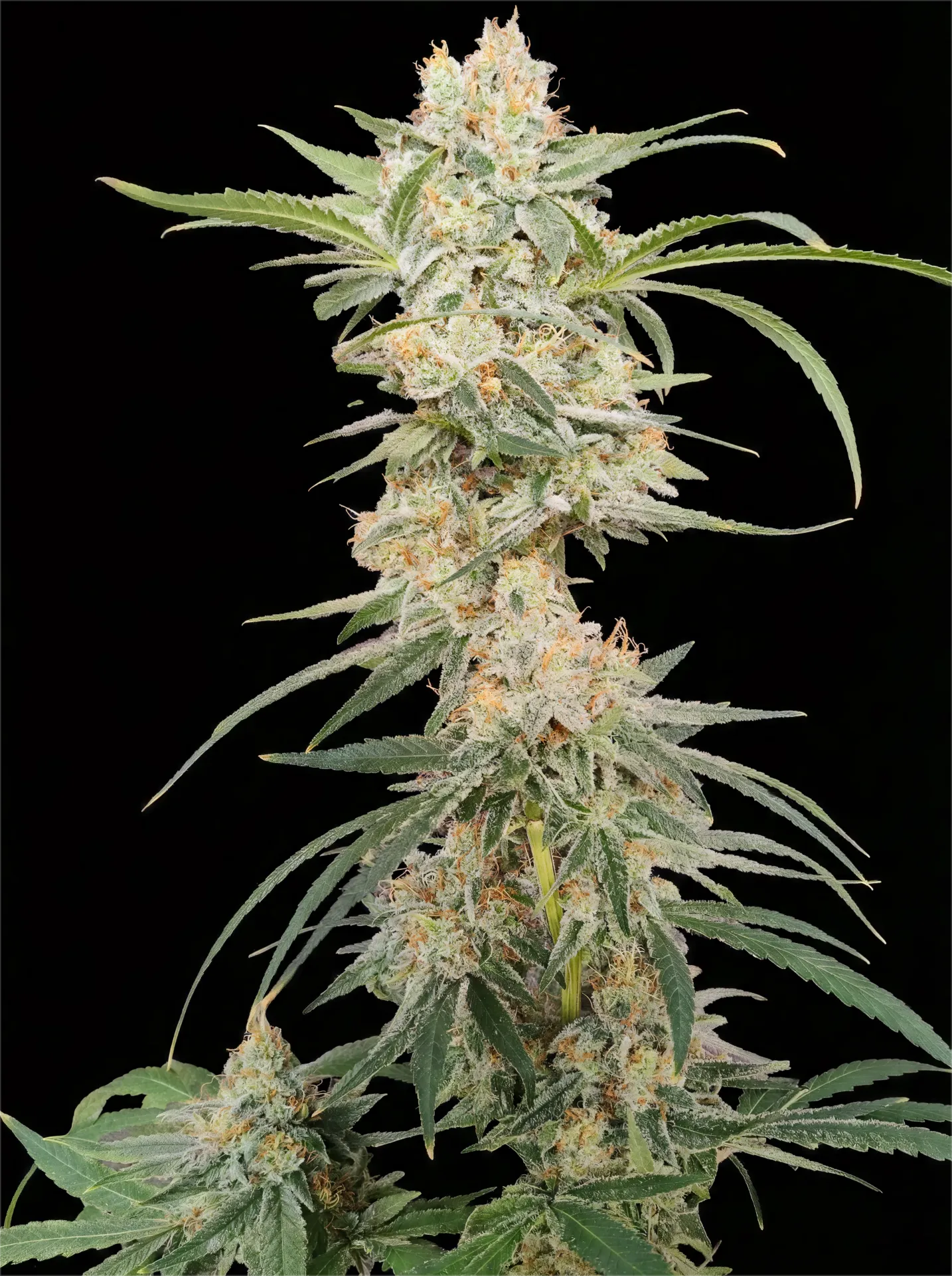 Grand Daddy Dotz R1