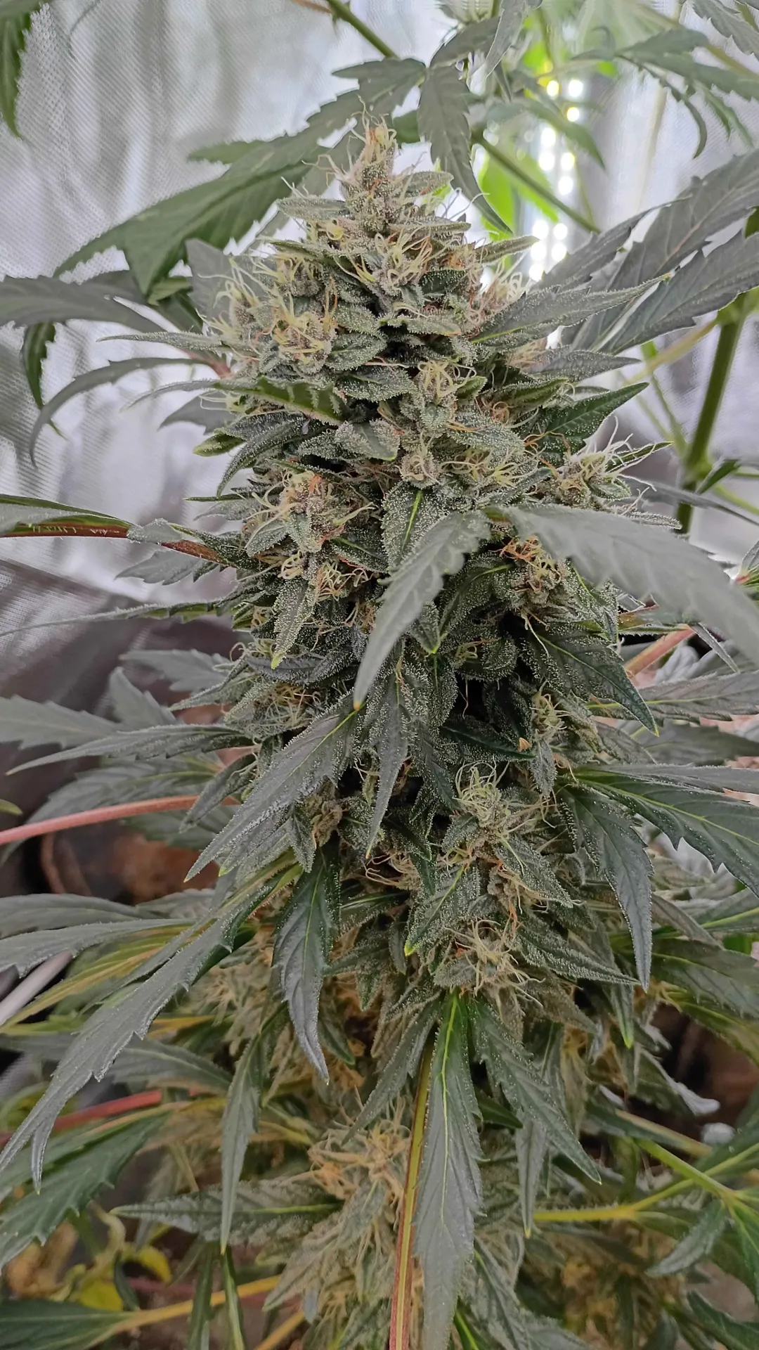 Bantha Berries