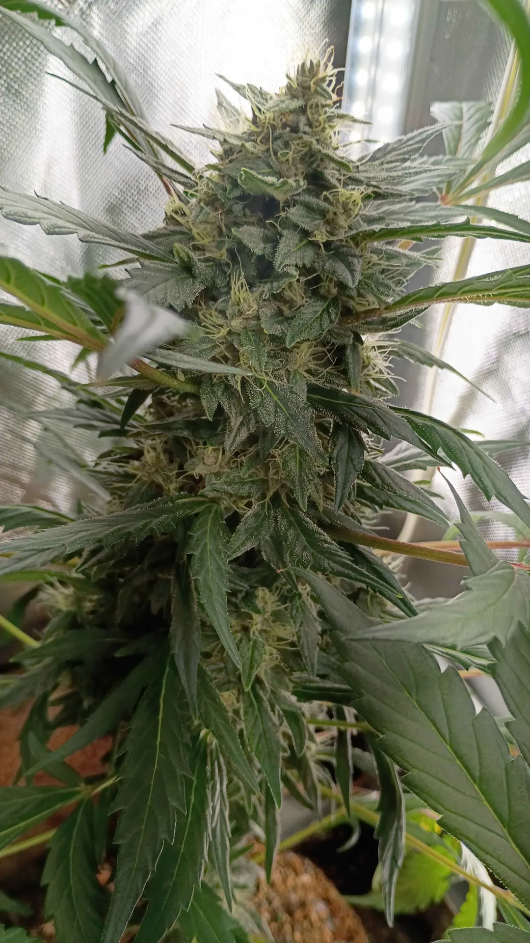 Bantha Berries (3pk (Donkeybutter))