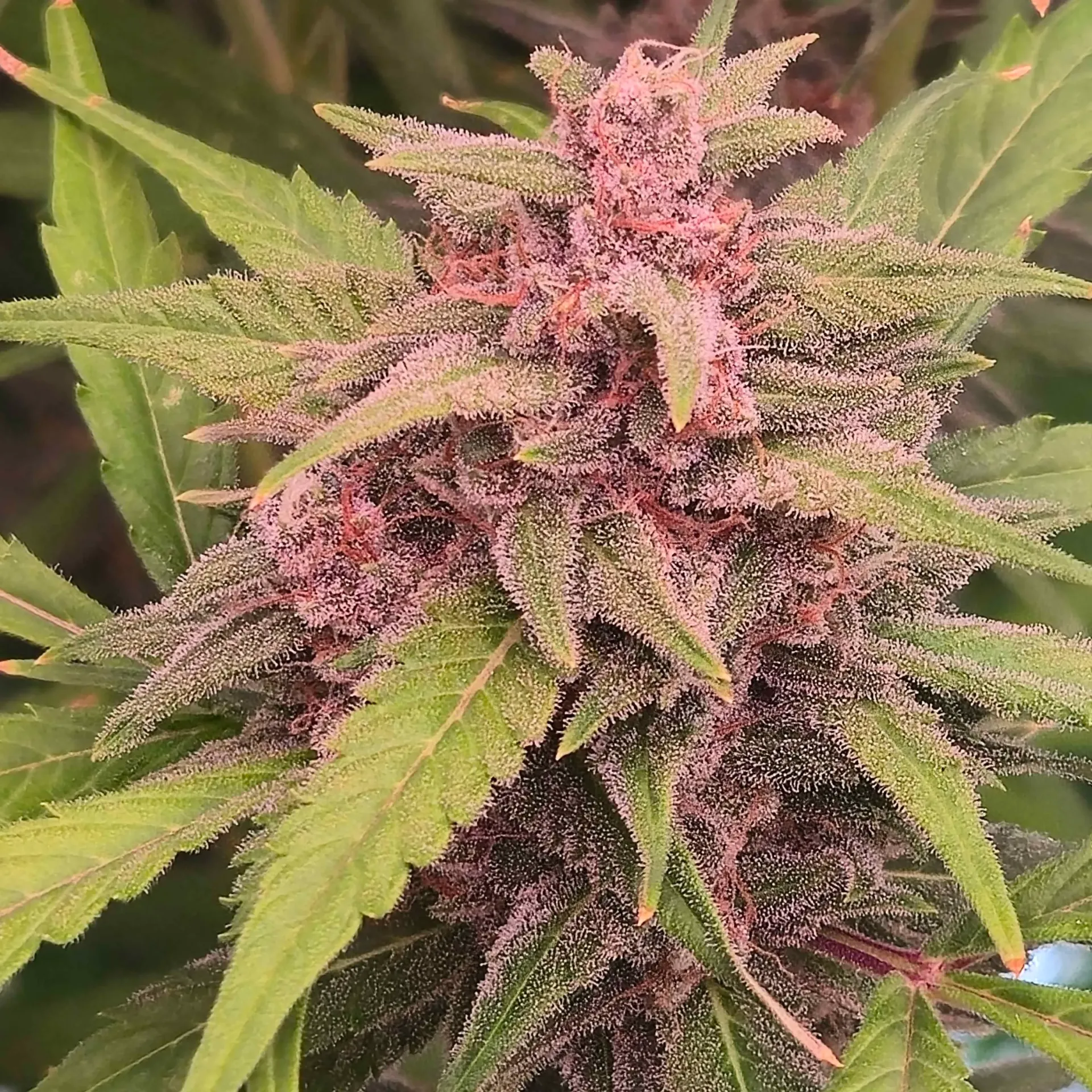 Hyper Focus (3pk (Donkeybutter))