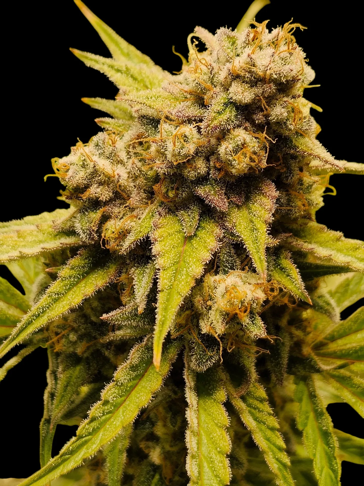 Tatooine Crystal (3pk (Donkeybutter))