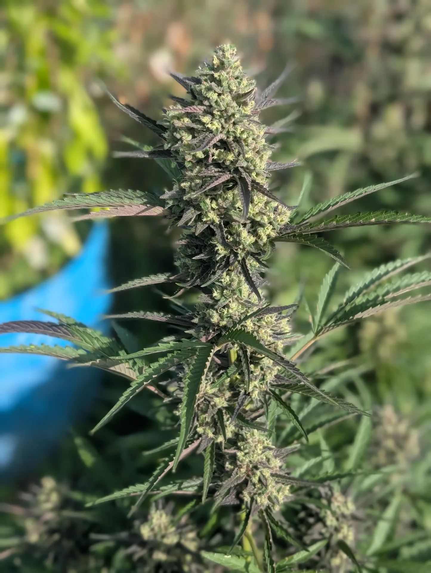 Lucifer's Hammer Auto (6pk (Nighthorse))