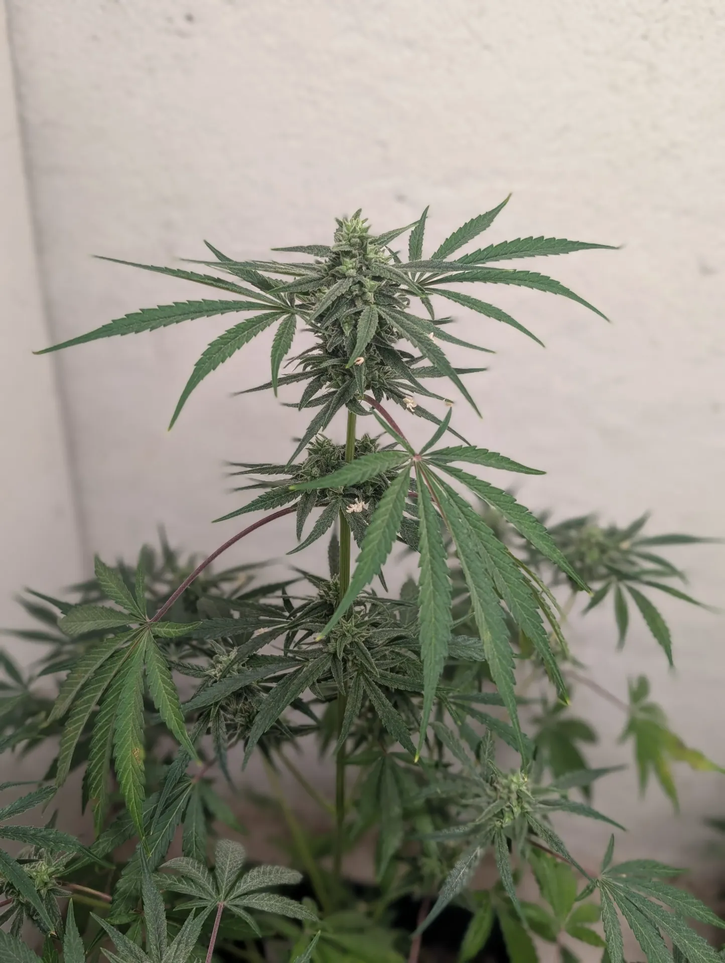 Lucifer's Hammer (6pk (Nighthorse))