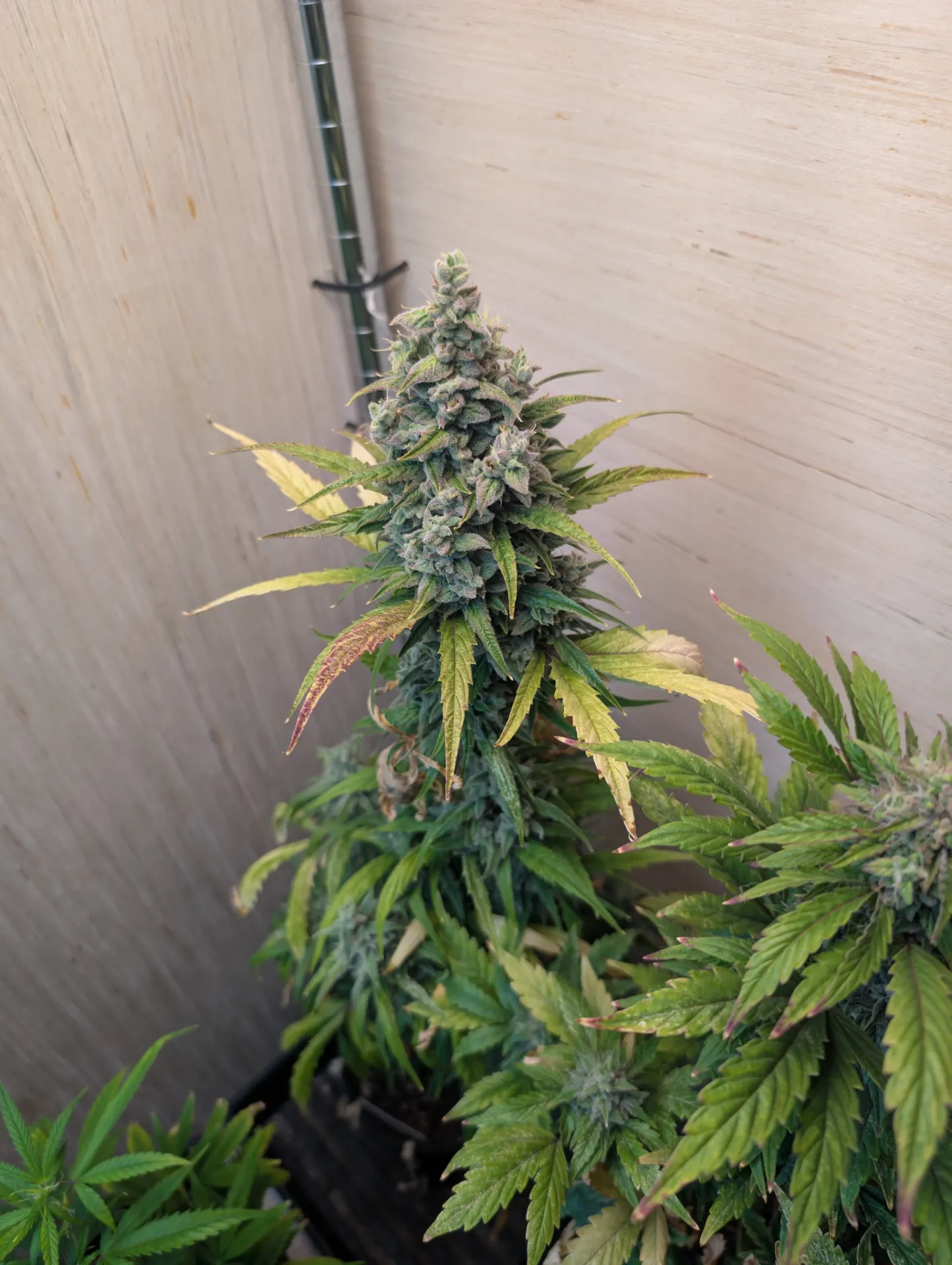 Sol Duc Stank  (6pk (Nighthorse))