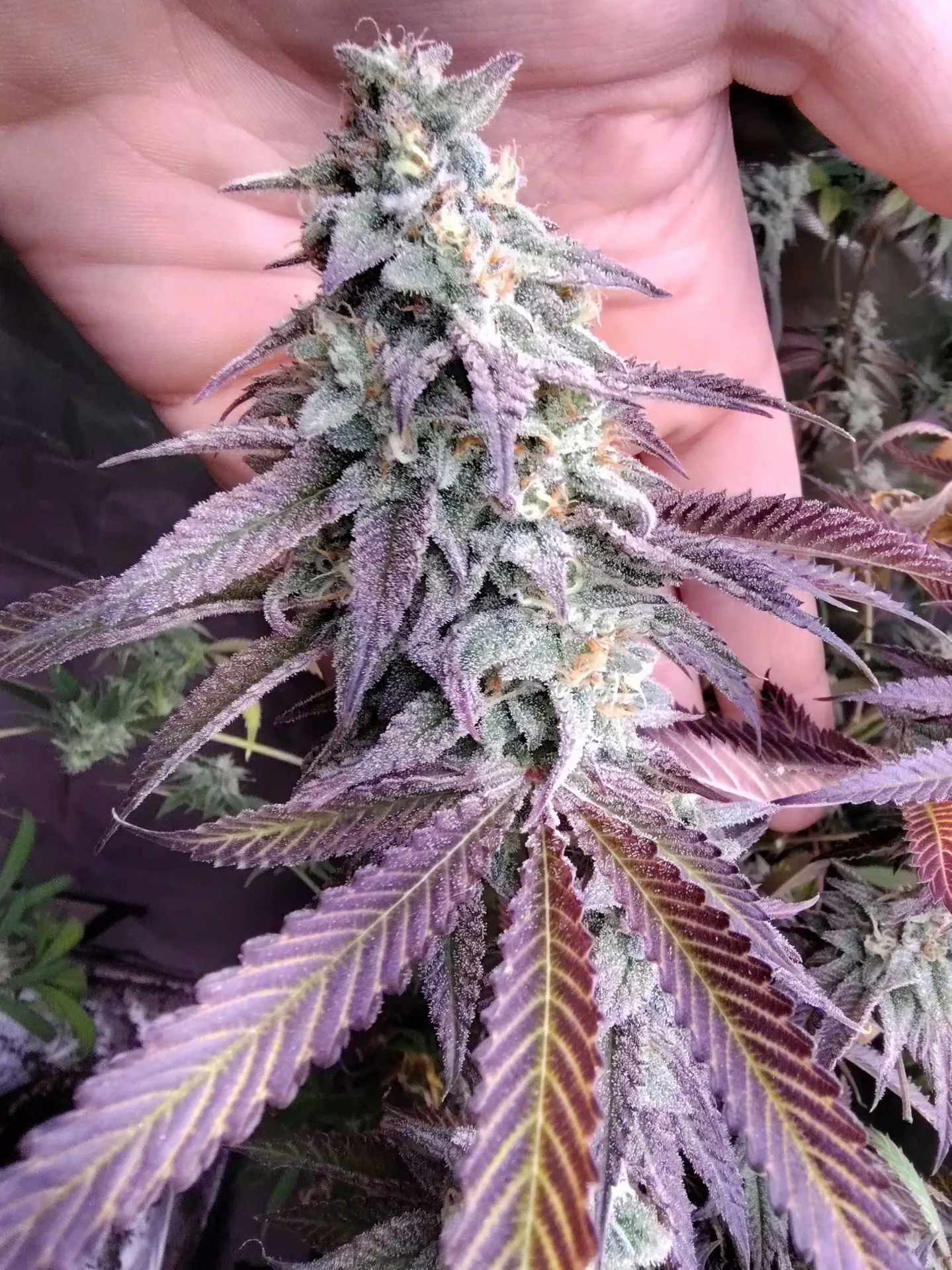 Blue Badder #4