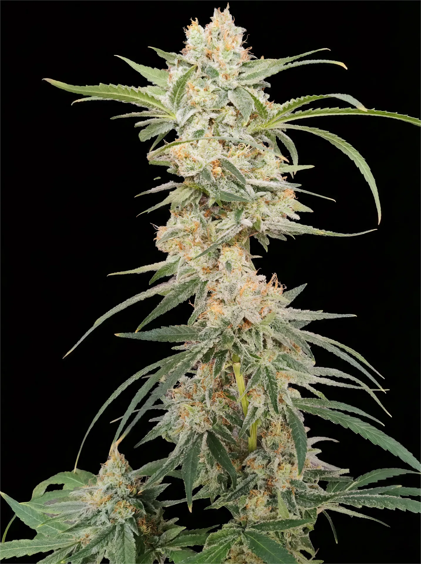 Grand Daddy Dotz